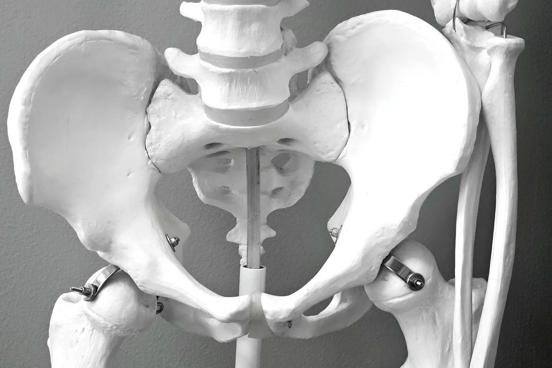 Anatomical model of the pelvis and hip joints